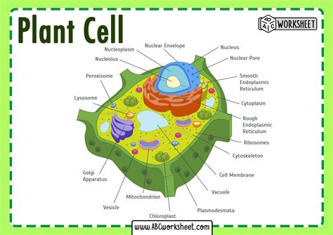3 examples of structures that are similar to plants